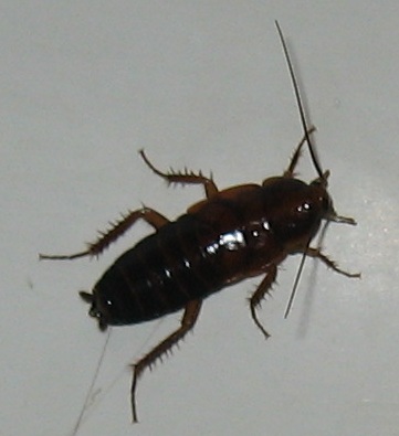 Fumigar cucaracha oriental en malaga | BioProtect
