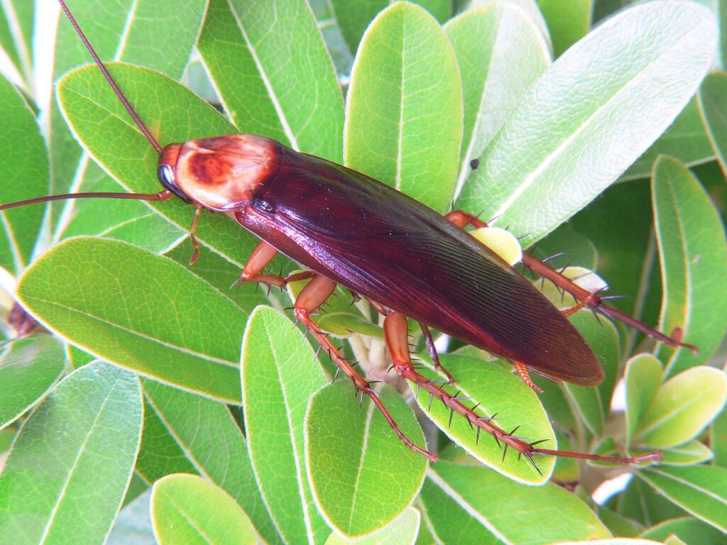 Fumigar cucaracha americana en malaga | BioProtect