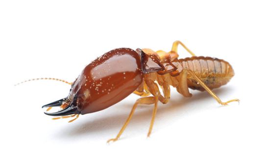 termita en malaga | BioProtect