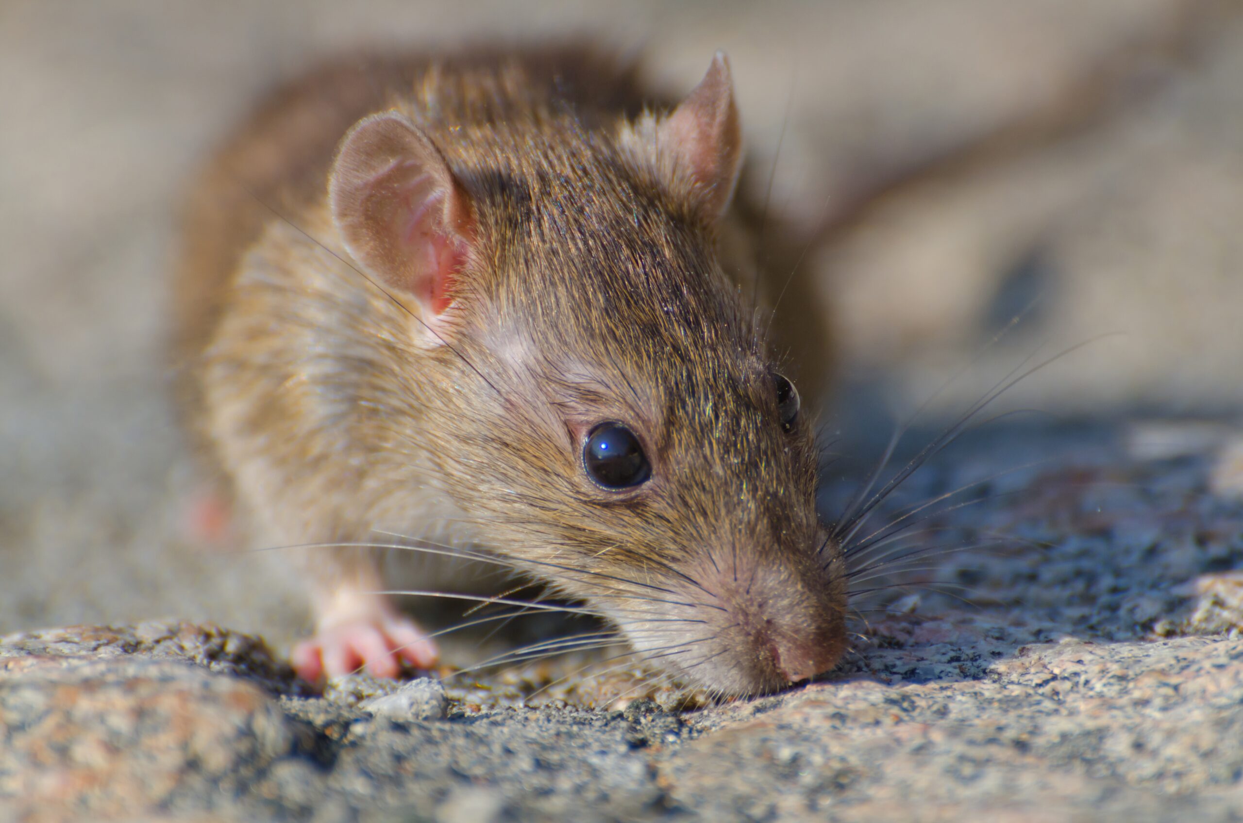 Pagina de Desratización en Málaga (Control de plagas de Ratas y Ratones) | BioProtect