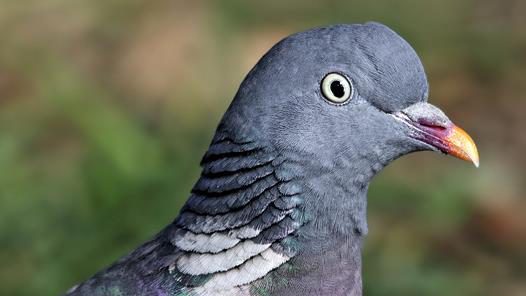 Pagina de Control de Aves, palomas en malaga | BioProtect