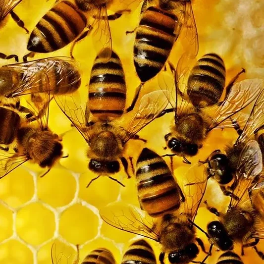Fumigacion, desinsectacion de abejas en malaga | BioProtect