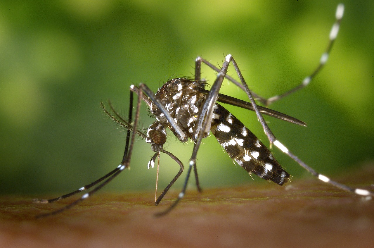 Fumigacion, desinsectacion de mosquitos en malaga | BioProtect