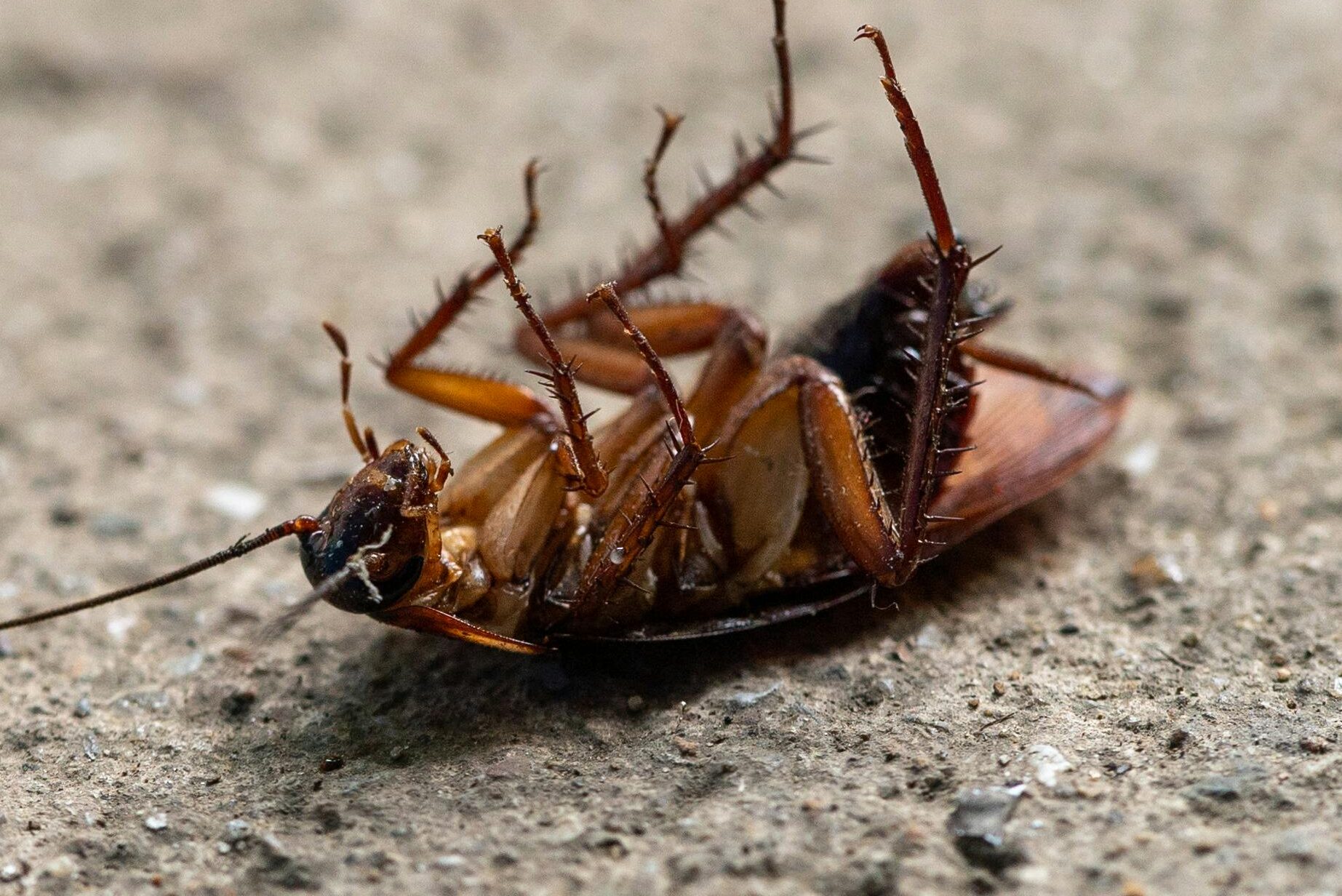 cucarachas en malaga | BioProtect