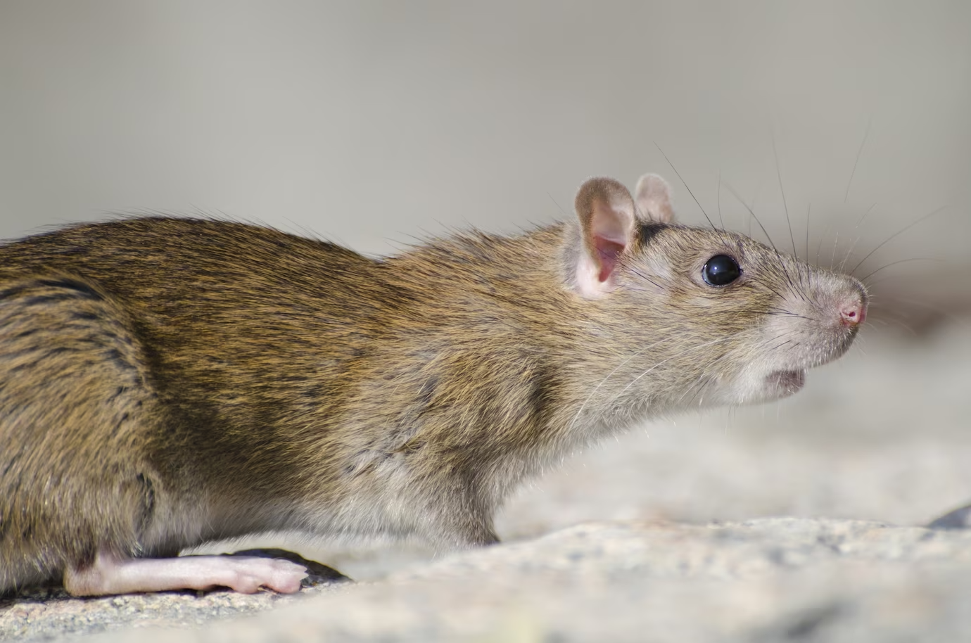 Ratas y ratones en malaga | BioProtect