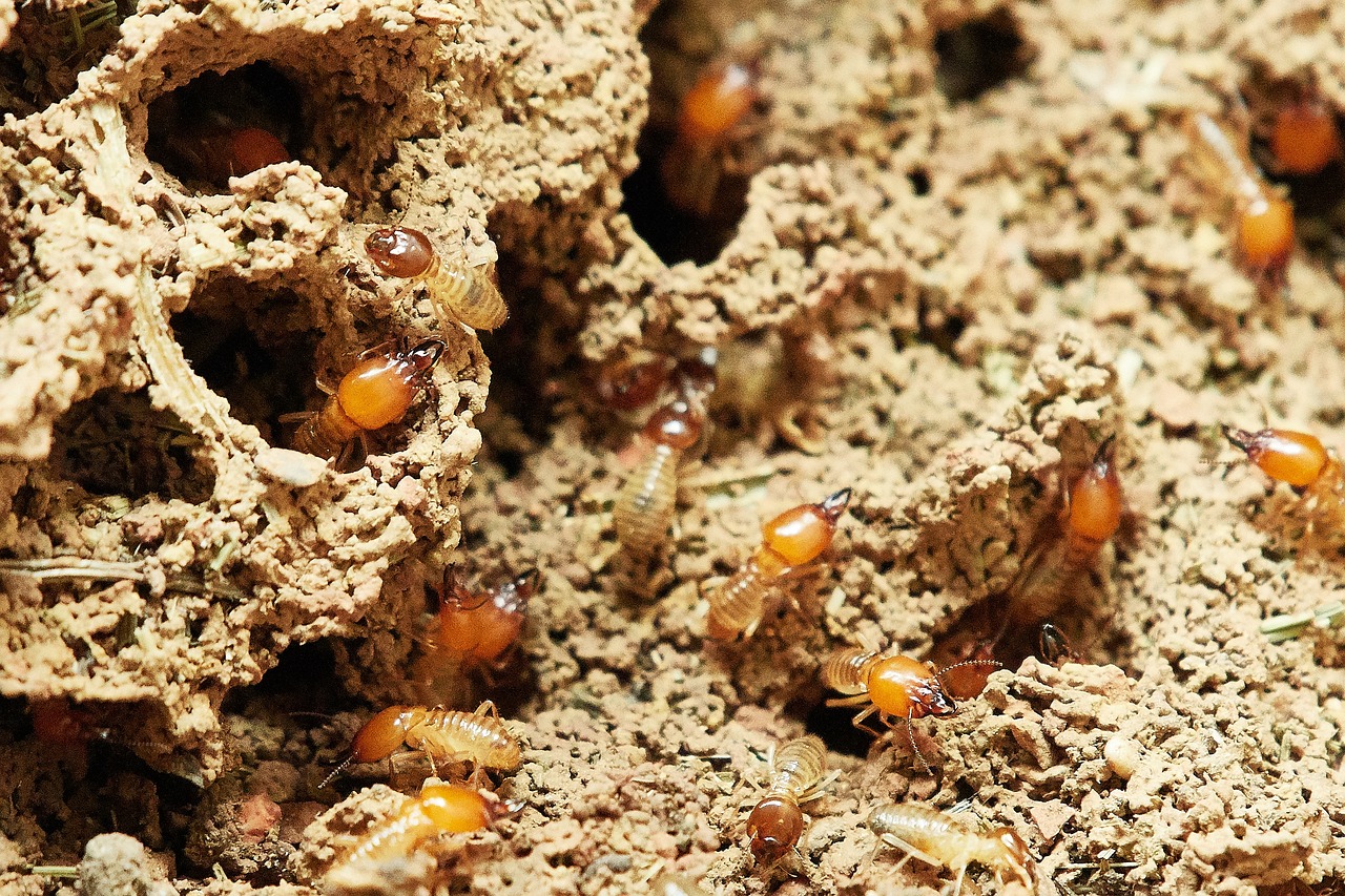 termita y carcoma en malaga | BioProtect